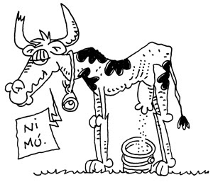 vaca